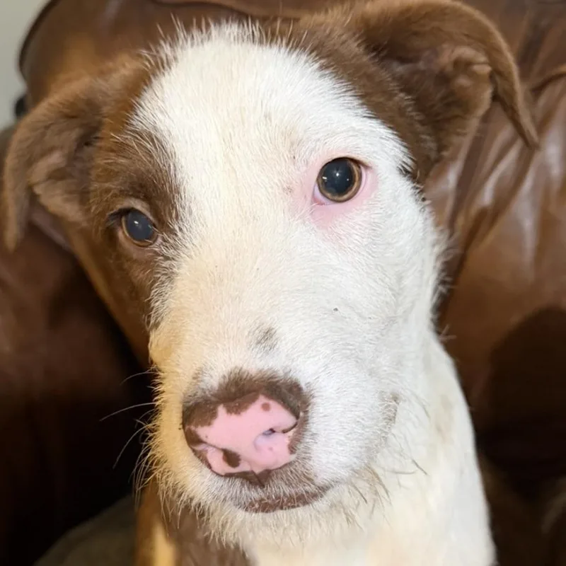 A young medium-sized male White / Cream Terrier dog named Quiet Ten for adoption in Staten Island, NY