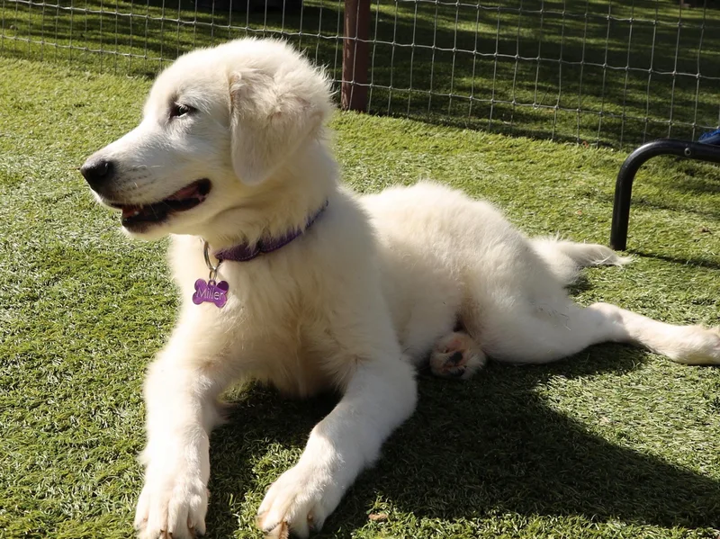 A young large-sized female White / Cream Great Pyrenees dog named Biscuit for adoption in Southlake, TX