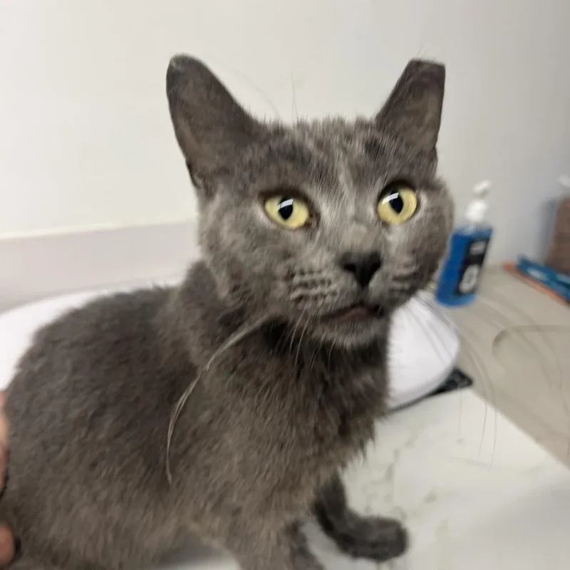 An adult small-sized female Gray / Blue / Silver Domestic Short Hair cat named Chippewa Girl for adoption in St. Louis, MO