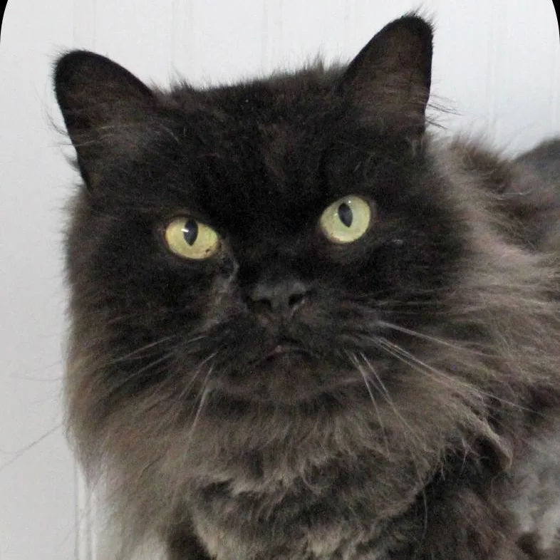 An adult medium-sized female Black Domestic Long Hair cat named Blackie for adoption in Amelia, OH