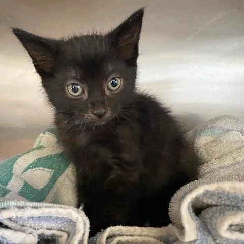 A baby small-sized female Black Domestic Short Hair cat named Daphne for adoption in Hawthorne, CA