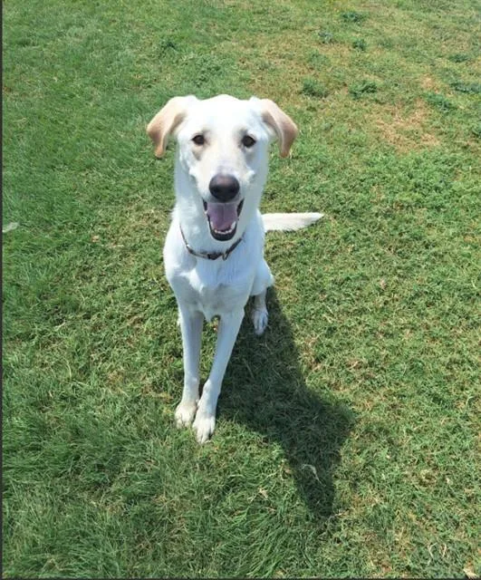 An adult extra large-sized female Great Pyrenees dog named Nellie for adoption in Killeen, TX