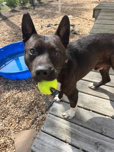 An adult medium-sized male Mixed Breed dog named Lando for adoption in Jacksonville, FL