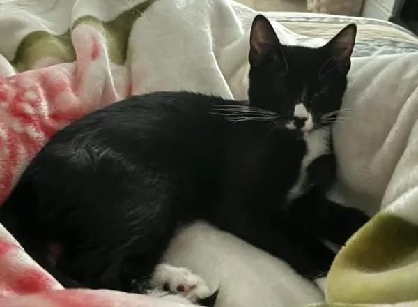 A baby medium-sized male Domestic Short Hair cat named Yoda for adoption in New York, NY
