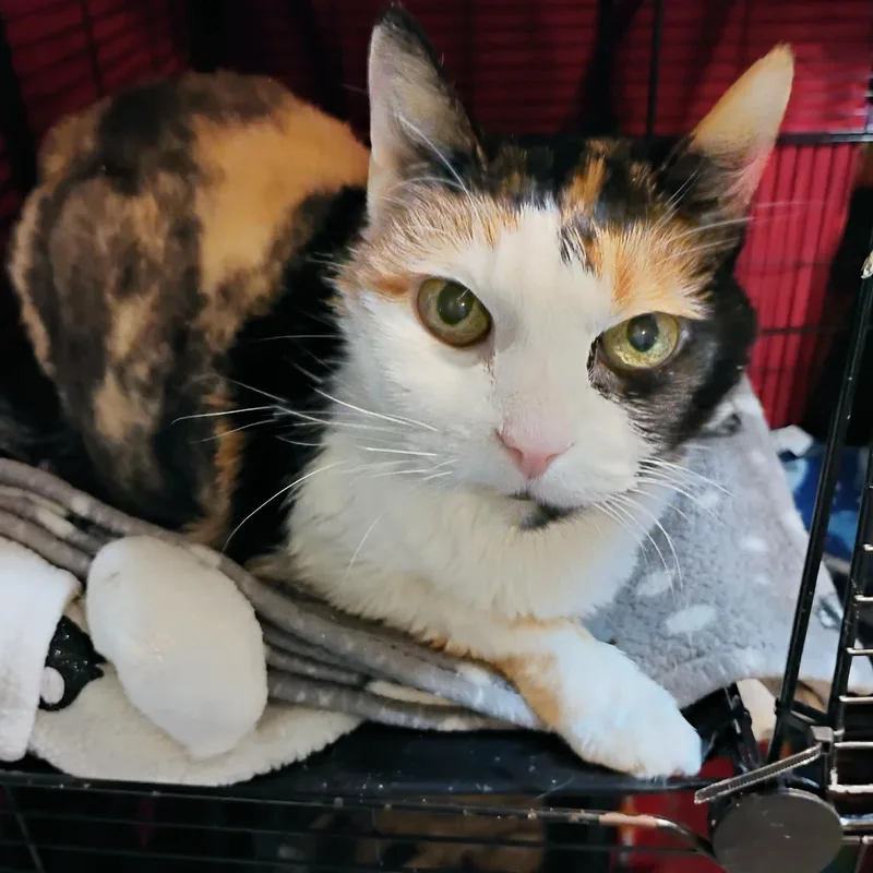 Callie thumbnail 3