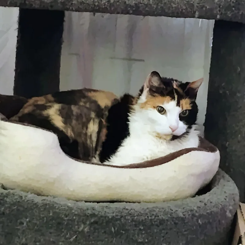 Callie thumbnail 4
