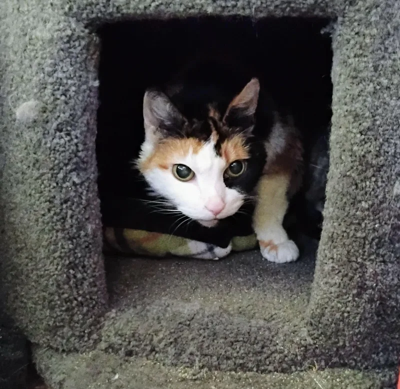 Callie thumbnail 5