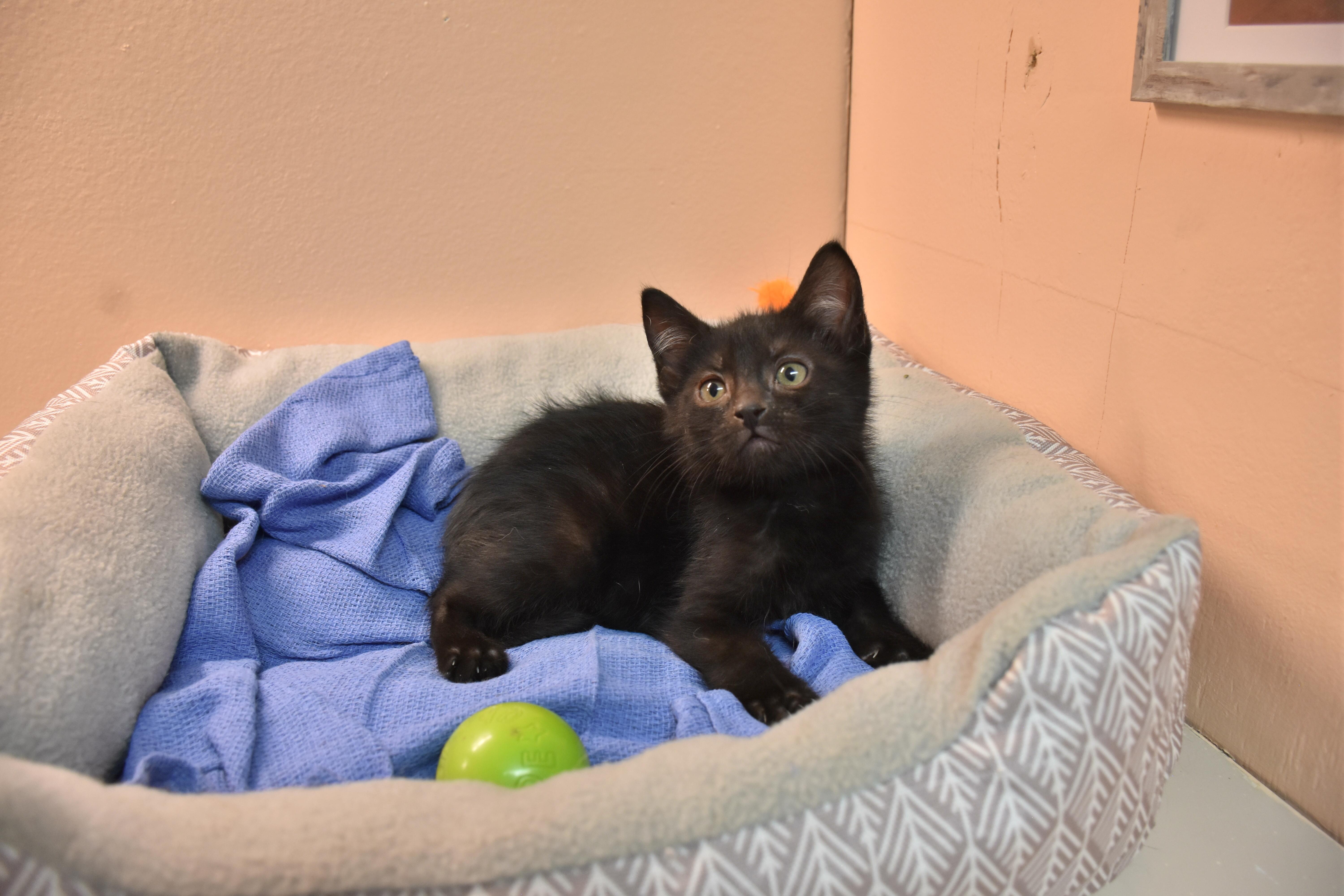 A baby small-sized male Black Domestic Short Hair cat named Gouda for adoption in North Judson, IN