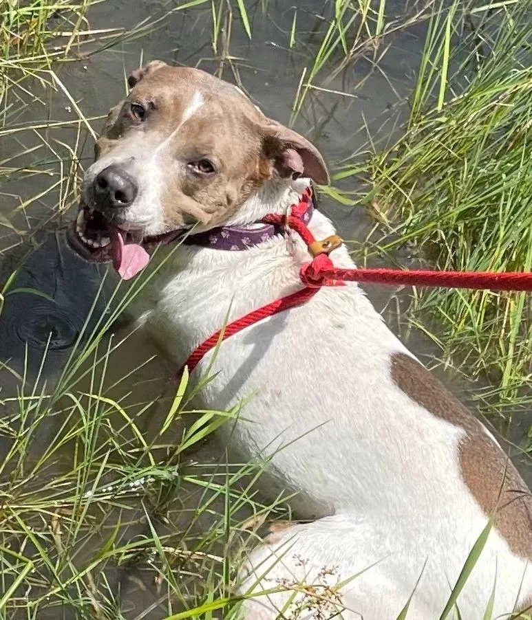 An adult medium-sized male Pointer dog named Moby for adoption in Hudson, NY
