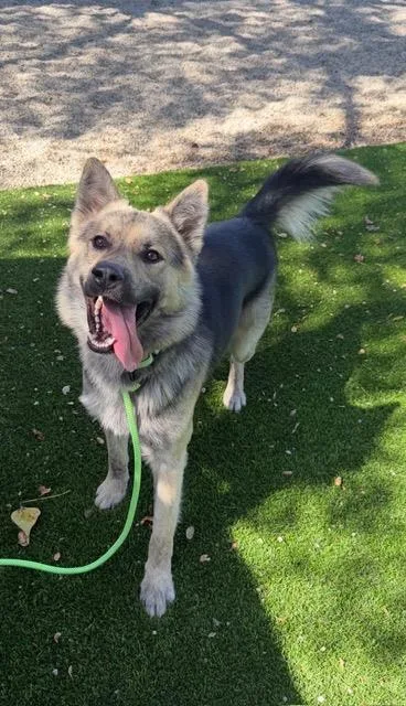 A young medium-sized male German Shepherd Dog dog named Max for adoption in Santa Barbara, CA