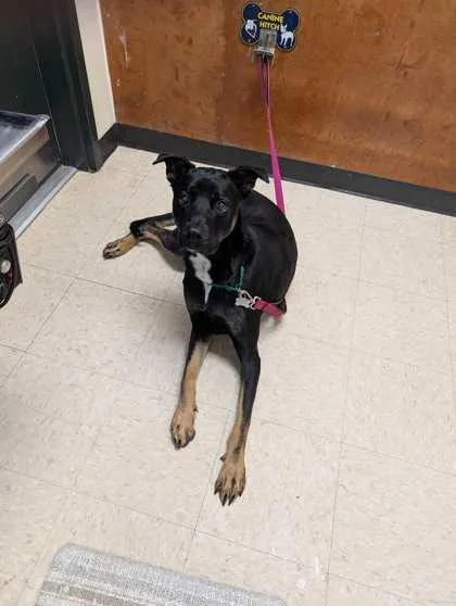 A baby large-sized male Dutch Shepherd dog named Kouper for adoption in Burlington, WA