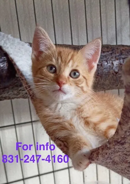 A baby medium-sized male Orange & White Tiger cat named Kenin for adoption in Santa Cruz, CA