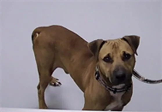 An adult medium-sized male Mixed Breed dog named Dallas for adoption in Saint Cloud, FL