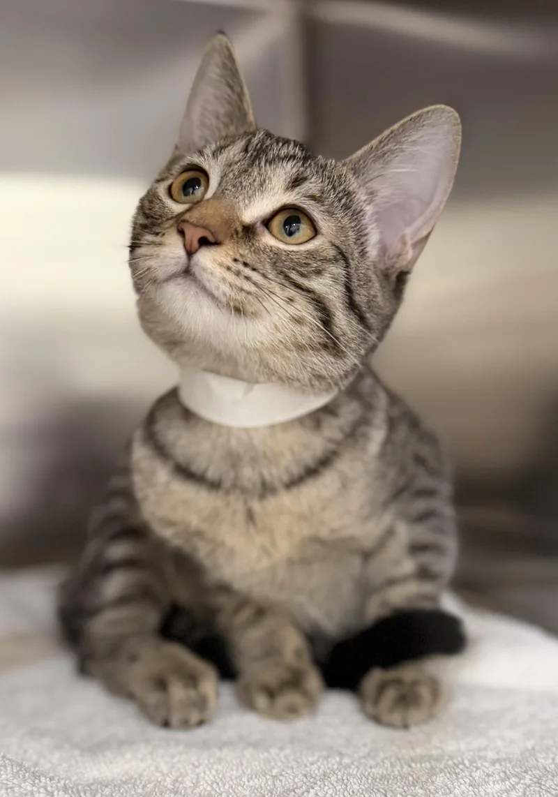 A baby small-sized female Tabby (Brown / Chocolate) Domestic Short Hair cat named Apple for adoption in Lawrenceville, GA