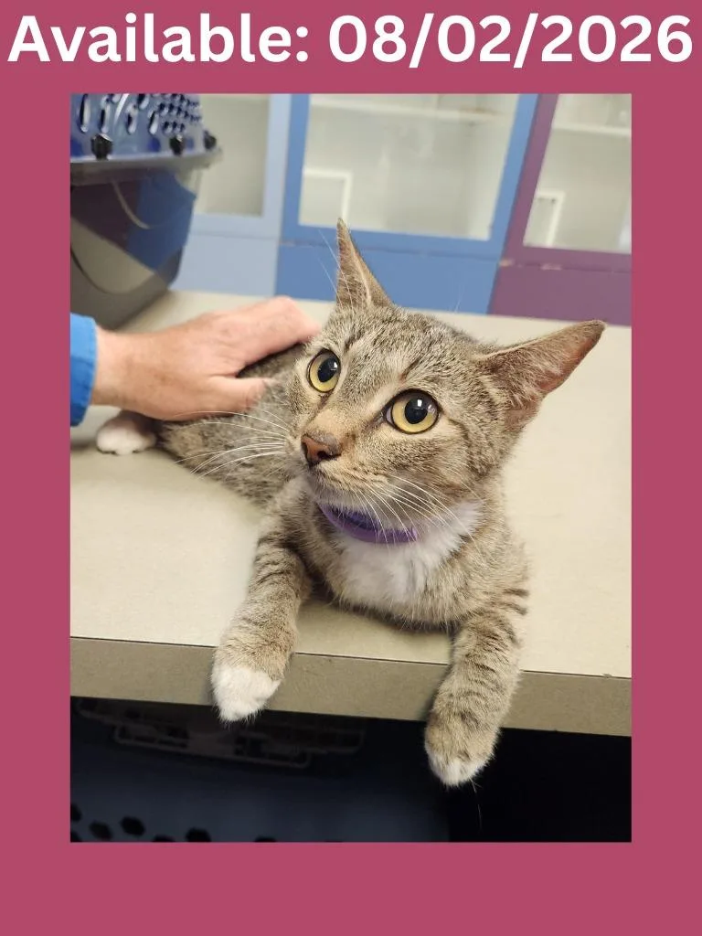 A young medium-sized female Domestic Short Hair cat named Cat Condo for adoption in Greenville, TX