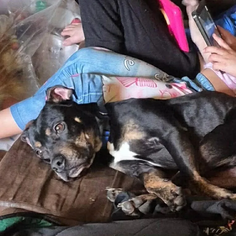 A baby medium-sized male Bicolor Miniature Pinscher dog named Spunky Skunk for adoption in Rochester, NY