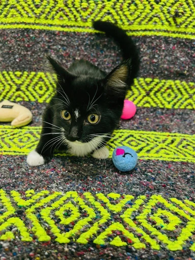 A baby large-sized female Domestic Short Hair cat named Bellatrix for adoption in Little Elm, TX