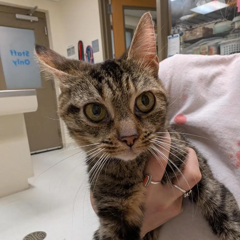 A senior medium-sized female Torbie Domestic Short Hair cat named Sparkle for adoption in Baltimore, MD