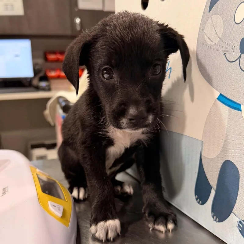 A baby medium-sized male Australian Cattle Dog / Blue Heeler dog named Maxwell for adoption in Tampa, FL