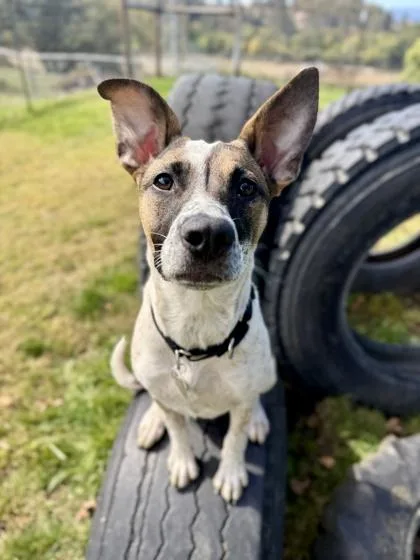 A young medium-sized female Mixed Breed dog named Boo for adoption in Roseburg, OR