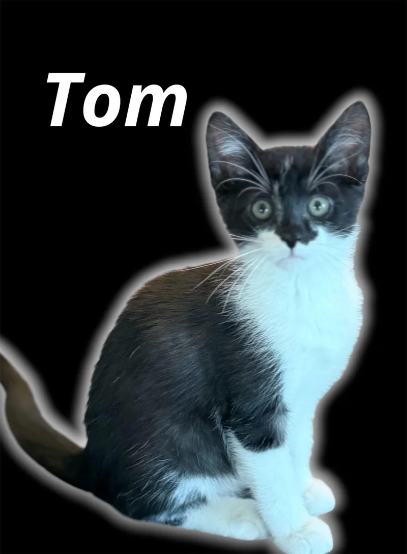 A baby small-sized male Black & White / Tuxedo Domestic Short Hair cat named Tom for adoption in Auburn, CA
