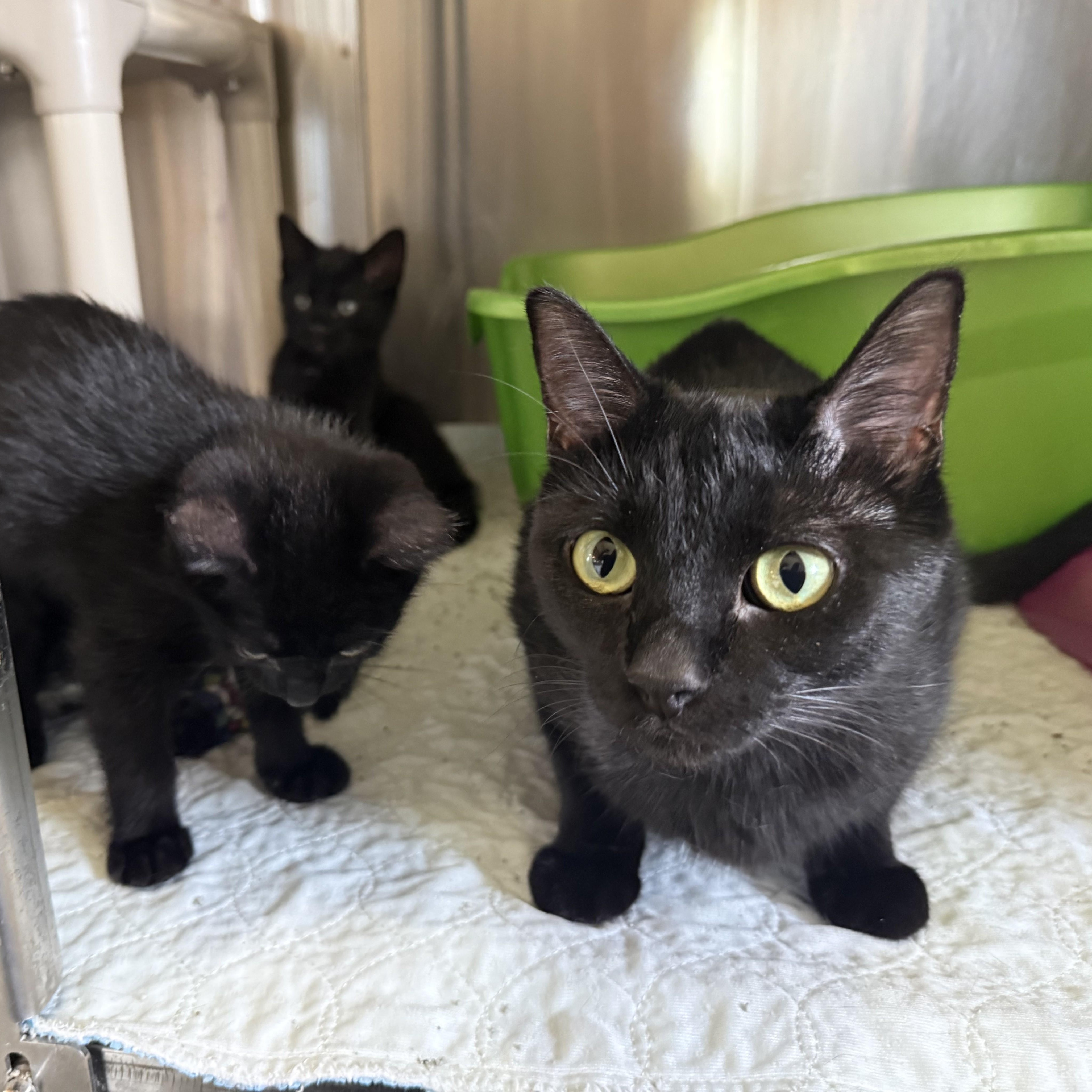 A young medium-sized female Black Domestic Short Hair cat named Inky for adoption in La Crescent, MN