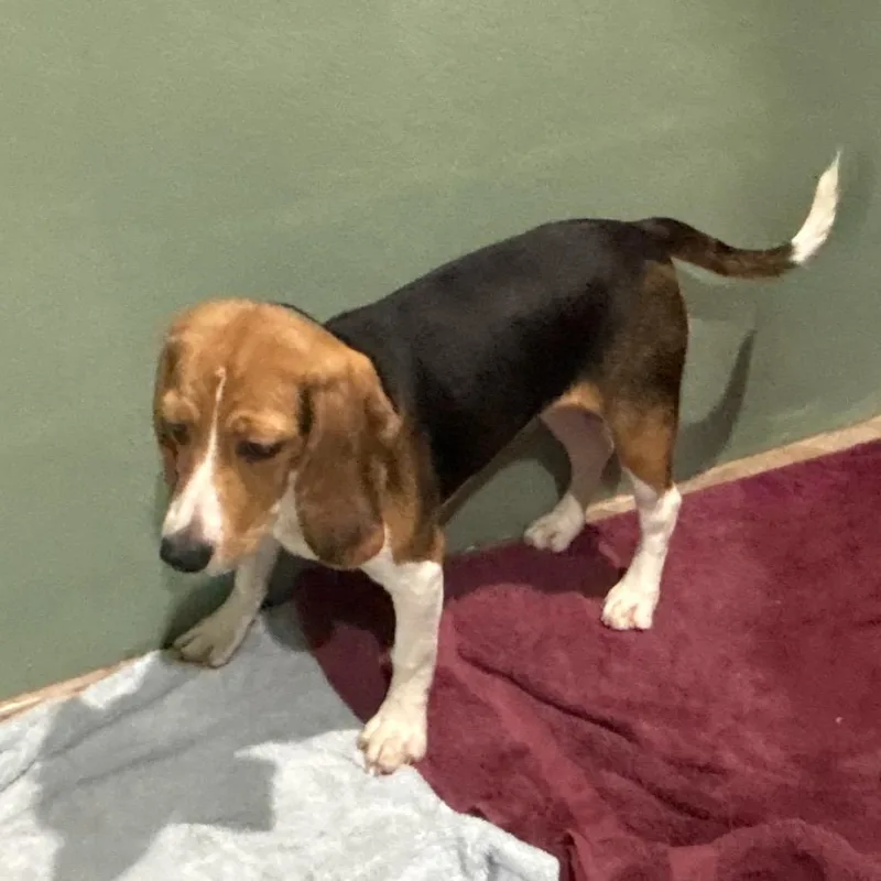 A baby small-sized female Yellow / Tan / Blond / Fawn Beagle dog named ZYE aka Bella for adoption in LOXAHATCHEE, FL