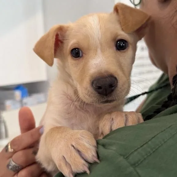 A baby small-sized male Labrador Retriever dog named Cobi Jones for adoption in Los Angeles, CA