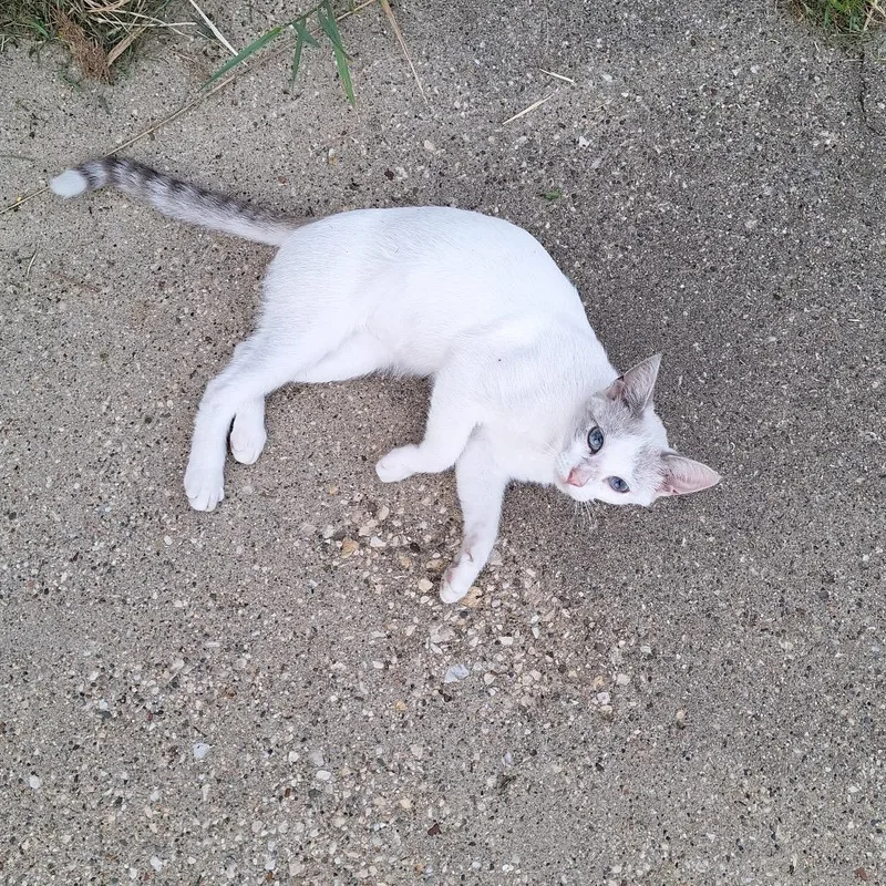 A baby small-sized female White Domestic Short Hair cat named FOUND Cresco for adoption in Rochester, MN