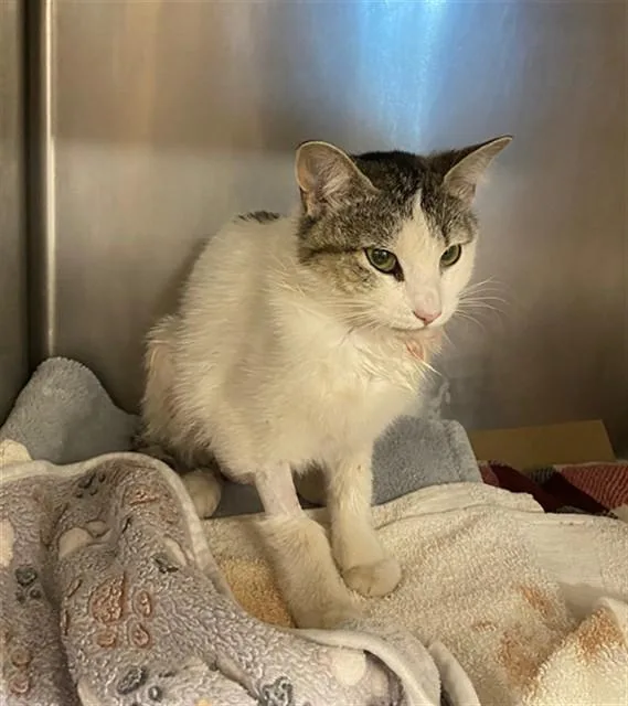 A young medium-sized female Domestic Short Hair cat named Jazzy for adoption in Albuquerque, NM