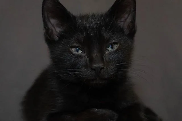 A baby small-sized male Domestic Short Hair cat named Arthur for adoption in Colorado Springs, CO