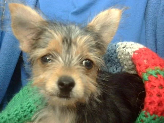 A baby small-sized female Mixed Breed dog named Pookie for adoption in Dallas, TX