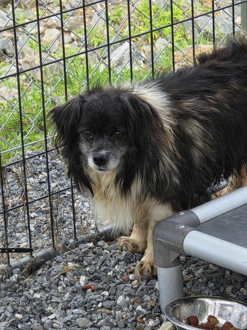 A senior small-sized male Chihuahua dog named Ernie for adoption in Marshall, NC
