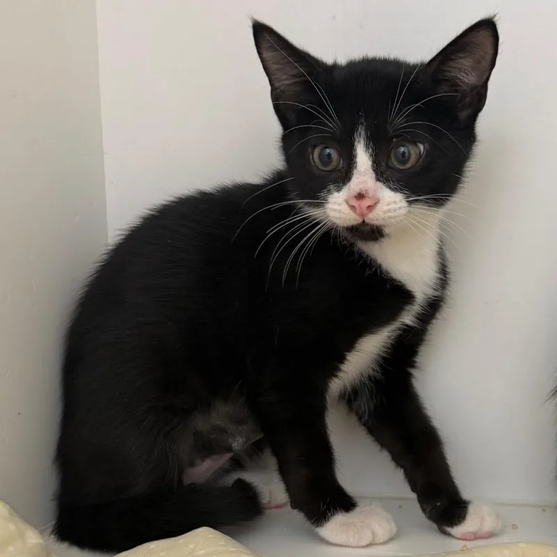 A baby small-sized female Black Domestic Short Hair cat named Adrian for adoption in Jupiter, FL