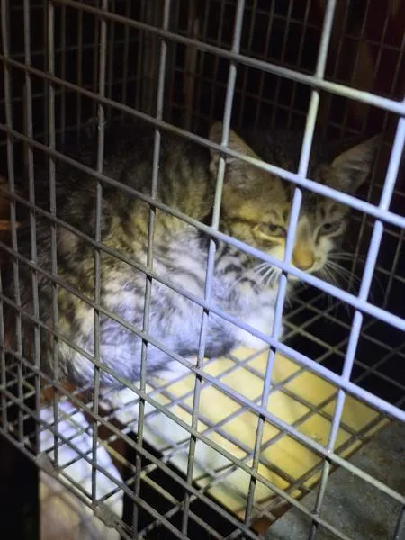 A baby small-sized male Domestic Short Hair cat named Ac for adoption in Lawrenceville, GA
