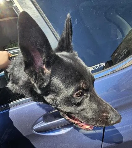 An adult large-sized male Mixed Breed dog named Cicero for adoption in Chamblee, GA