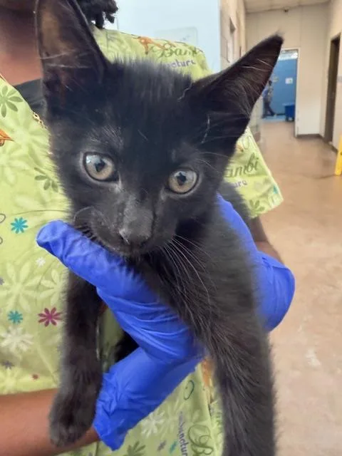 A baby medium-sized male Domestic Short Hair cat named Stormy for adoption in Dallas, TX