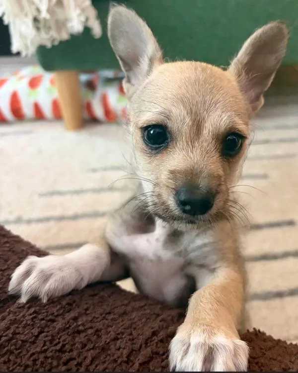 Rasputin thumbnail 2