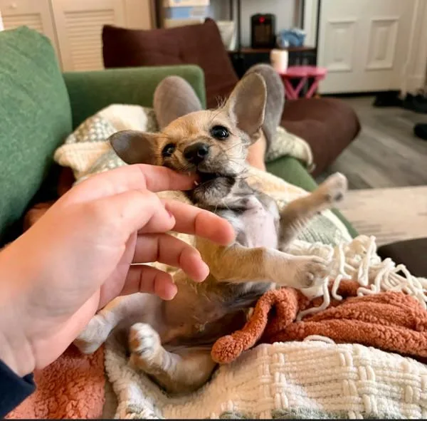 Rasputin thumbnail 3