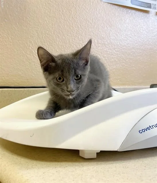 A baby small-sized male Domestic Short Hair cat named Mist for adoption in Blythe, CA