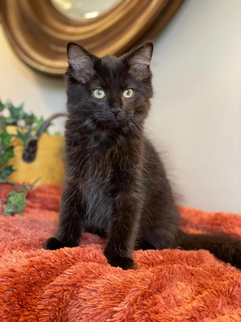 A baby medium-sized male Black Domestic Long Hair cat named Bear for adoption in Taylor, MI