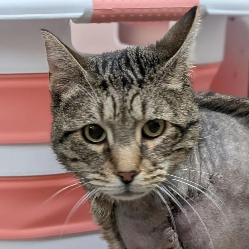 A senior extra large-sized male Gray / Blue / Silver Domestic Short Hair cat named Froyo for adoption in Reno, NV