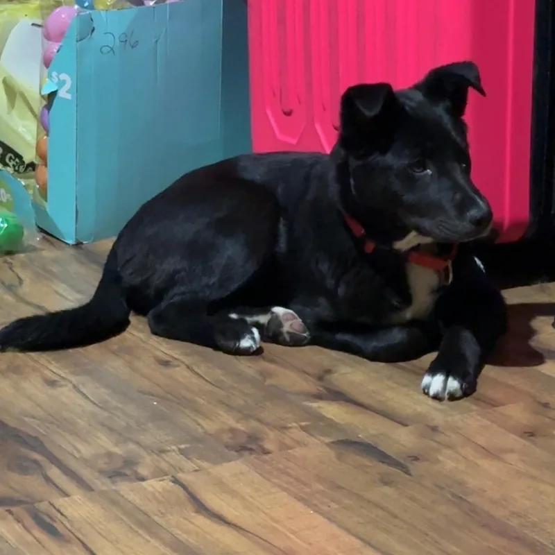 A baby medium-sized female Mixed Breed dog named Layla for adoption in Sioux Falls, SD