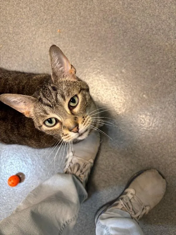A senior medium-sized male Gray / Blue / Silver Domestic Short Hair cat named Yoda for adoption in Fort Collins, CO