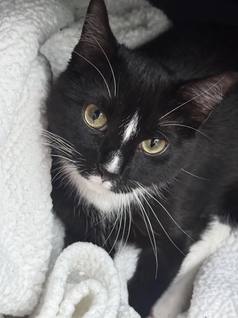 A young small-sized female Black & White / Tuxedo Domestic Short Hair cat named Sweet Caroline for adoption in Johnson City, TN