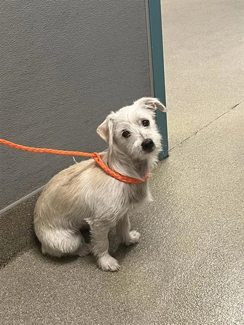 Gracie May