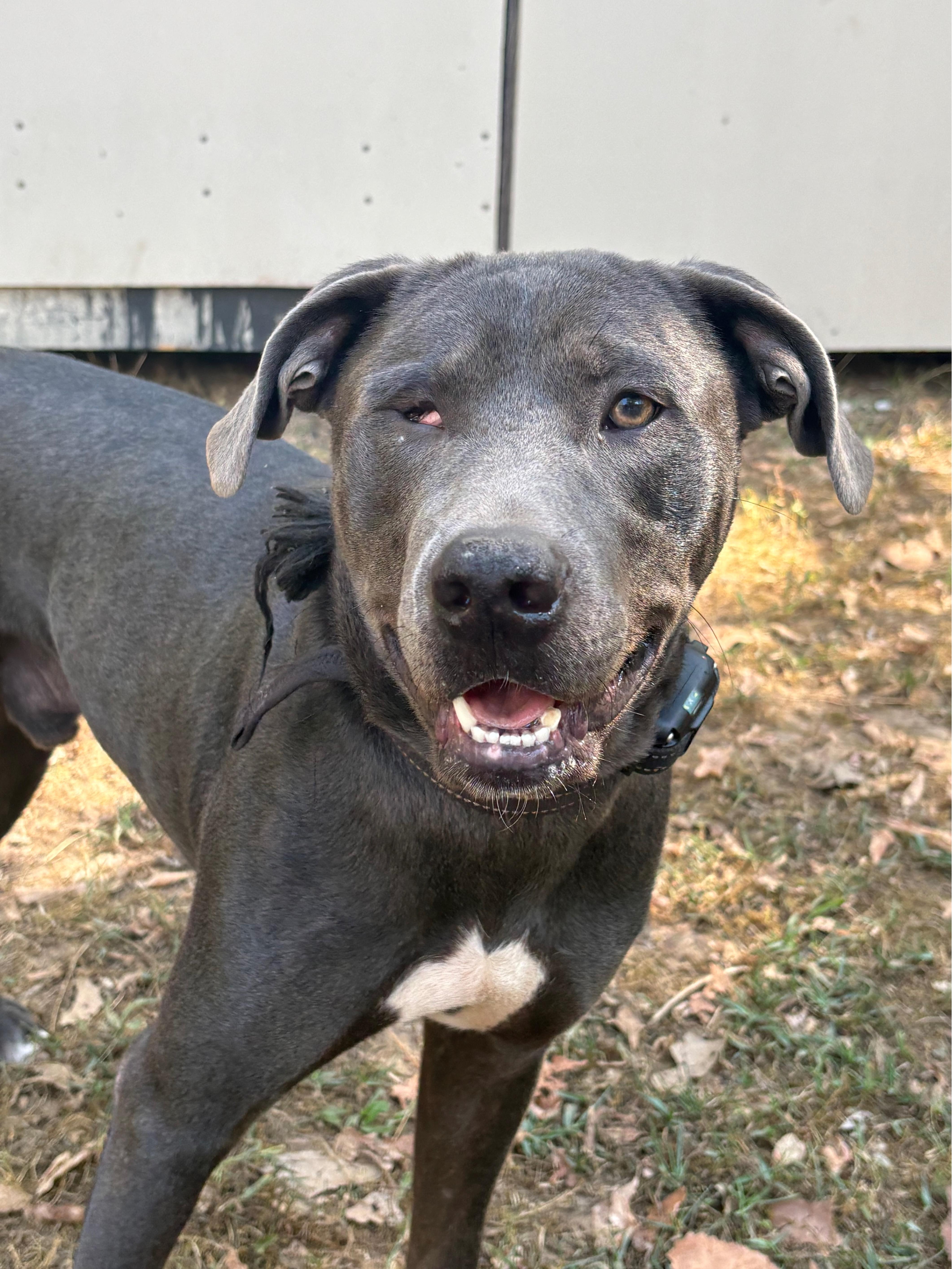 A young medium-sized male Pit Bull Terrier dog named Bluey CL for adoption in Kansas City, MO