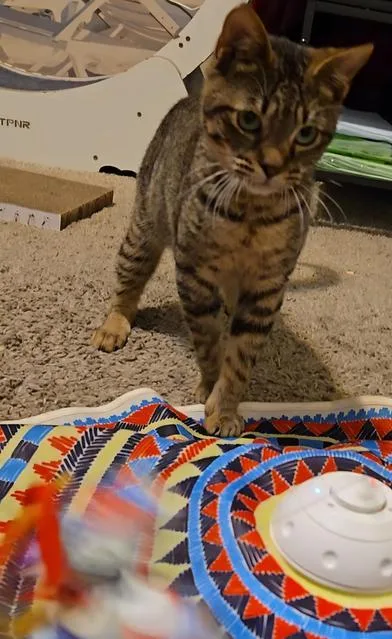A baby small-sized male Domestic Short Hair cat named Pickleball for adoption in Liverpool, TX