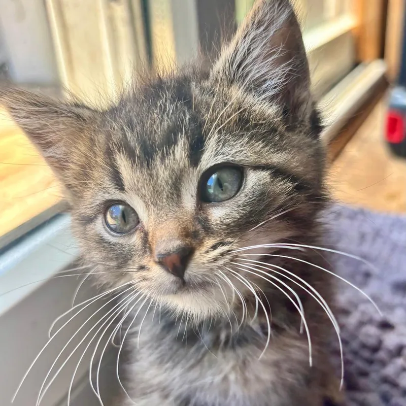 A baby small-sized male Brown / Chocolate Domestic Short Hair cat named Axel C for adoption in Princeton, MN