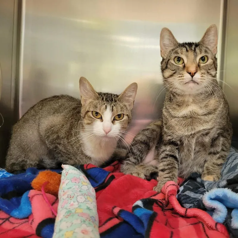A young medium-sized female Brown / Chocolate Domestic Short Hair cat named Nyx for adoption in Columbia, MO